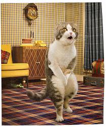 Click image for larger version. 

Name:	Cat in Disbelief.jpg 
Views:	121 
Size:	494.7 KB 
ID:	593712