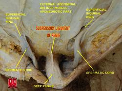 Click image for larger version. 

Name:	Spermatic_cord.jpg 
Views:	5997 
Size:	97.9 KB 
ID:	547640