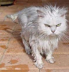 Click image for larger version. 

Name:	wet-cat.jpg 
Views:	99 
Size:	18.8 KB 
ID:	813759