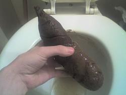 Click image for larger version. 

Name:	biggest_turd_ever_428.jpg 
Views:	356 
Size:	34.6 KB 
ID:	232847