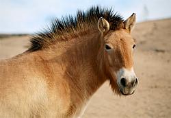 Click image for larger version. 

Name:	horse_189.jpg 
Views:	425 
Size:	29.8 KB 
ID:	236365