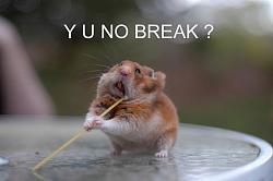 Click image for larger version. 

Name:	very-funny-hamster-games.jpg 
Views:	194 
Size:	25.5 KB 
ID:	600371