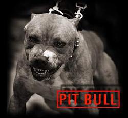 Click image for larger version. 

Name:	pitbull_197.jpg 
Views:	634 
Size:	19.9 KB 
ID:	50985