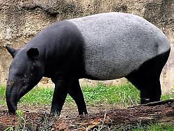 Click image for larger version. 

Name:	tapir.jpg 
Views:	308 
Size:	81.4 KB 
ID:	592638