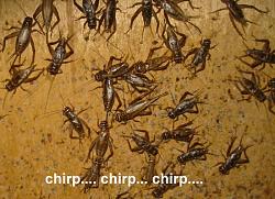 Click image for larger version. 

Name:	crickets_105.jpg 
Views:	720 
Size:	64.9 KB 
ID:	69316