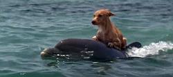 Click image for larger version. 

Name:	dog-riding-dolphin.jpg 
Views:	525 
Size:	56.2 KB 
ID:	429707