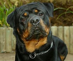 Click image for larger version. 

Name:	rottweiler270507_468x396_633.jpg 
Views:	178 
Size:	36.8 KB 
ID:	151020