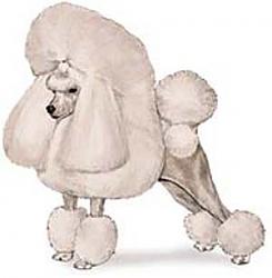 Click image for larger version. 

Name:	1toy_poodle_858.jpg 
Views:	68 
Size:	15.6 KB 
ID:	151099