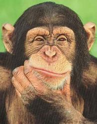 Click image for larger version. 

Name:	lens17616343_1297174218Chimpanzee_thinking_poste.jpg 
Views:	145 
Size:	66.3 KB 
ID:	524102