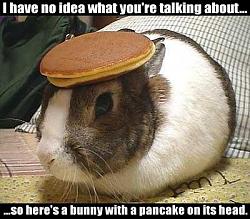 Click image for larger version. 

Name:	bunny-with-pancake_223.jpg 
Views:	1359 
Size:	32.6 KB 
ID:	23647