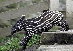 Click image for larger version. 

Name:	elephantzebrapig_696.jpg 
Views:	1296 
Size:	89.4 KB 
ID:	88877