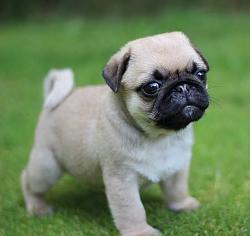 Click image for larger version. 

Name:	cute-pug-puppy-want-dcisocmb.jpg 
Views:	2536 
Size:	25.3 KB 
ID:	747200