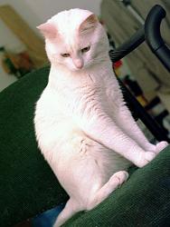 Click image for larger version. 

Name:	white_cat_sitting_310.jpg 
Views:	398 
Size:	162.3 KB 
ID:	263865