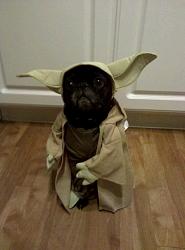 Click image for larger version. 

Name:	yoda-pug.jpg 
Views:	191 
Size:	46.4 KB 
ID:	455587