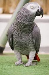 Click image for larger version. 

Name:	african grey.jpg 
Views:	98 
Size:	7.7 KB 
ID:	552811