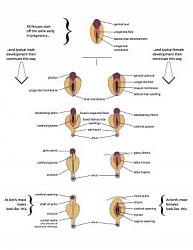 Click image for larger version. 

Name:	genital_development-300x388.jpg 
Views:	76 
Size:	15.8 KB 
ID:	1068757