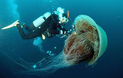 Click image for larger version. 

Name:	box not 060119_jellyfish.jpg 
Views:	103 
Size:	34.6 KB 
ID:	629499