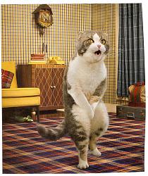 Click image for larger version. 

Name:	Cat in Disbelief.jpg 
Views:	122 
Size:	494.7 KB 
ID:	593712