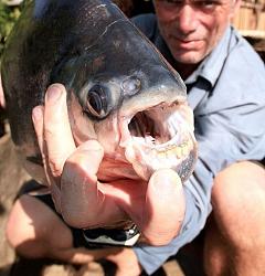 Click image for larger version. 

Name:	pacu e27ac4a40037784a048bc9a0_Jeremy_Wade.jpg 
Views:	736 
Size:	59.4 KB 
ID:	611776