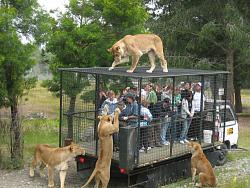 Click image for larger version. 

Name:	Orana_Wildlife_Park_feeding_lions.jpg 
Views:	1904 
Size:	230.3 KB 
ID:	581232