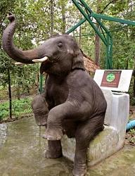 Click image for larger version. 

Name:	elephant_caught_pooping_341.jpg 
Views:	125 
Size:	41.5 KB 
ID:	169301