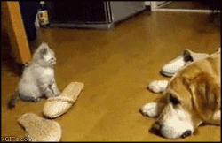 Click image for larger version. 

Name:	kitten_pounces_dog_159.gif 
Views:	533 
Size:	1.99 MB 
ID:	271776