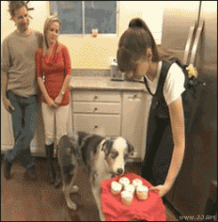 Click image for larger version. 

Name:	dog_cupcake_tease_110.gif 
Views:	518 
Size:	1.49 MB 
ID:	271785
