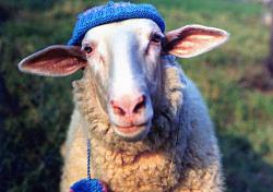 Click image for larger version. 

Name:	sheep in hat.jpg 
Views:	83 
Size:	26.4 KB 
ID:	579809