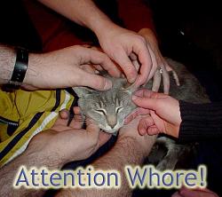 Click image for larger version. 

Name:	attentionwhore2_167.jpg 
Views:	164 
Size:	36.7 KB 
ID:	155188