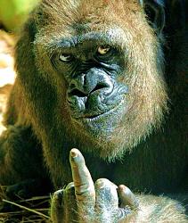 Click image for larger version. 

Name:	Gorilla-WTF.jpg 
Views:	321 
Size:	136.9 KB 
ID:	395074