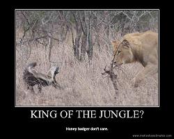 Click image for larger version. 

Name:	honey badger 2.jpg 
Views:	97 
Size:	219.3 KB 
ID:	443558