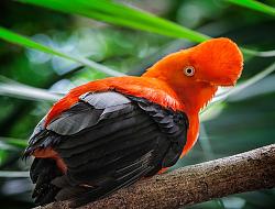 Click image for larger version. 

Name:	andean-cock-of-the-rock3.jpg 
Views:	33 
Size:	179.2 KB 
ID:	999056