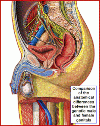 Click image for larger version. 

Name:	male_female_anatomy_anim_405.gif 
Views:	1167 
Size:	165.5 KB 
ID:	171670