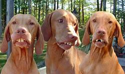 Click image for larger version. 

Name:	hillbilly-dogs.jpg 
Views:	171 
Size:	26.2 KB 
ID:	547617