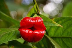 Click image for larger version. 

Name:	Psychotria elata.jpg 
Views:	680 
Size:	55.1 KB 
ID:	654431