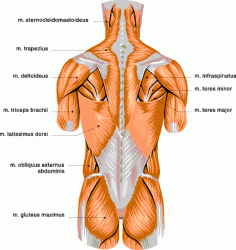 Click image for larger version. 

Name:	muscle_chart_back.gif 
Views:	1057 
Size:	31.8 KB 
ID:	361178