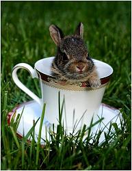 Click image for larger version. 

Name:	rabbit in a teacup.jpg 
Views:	56 
Size:	122.8 KB 
ID:	924000