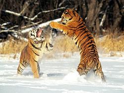 Click image for larger version. 

Name:	cat_fight_377.jpg 
Views:	301 
Size:	168.3 KB 
ID:	225606