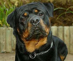 Click image for larger version. 

Name:	rottweiler270507_468x396_633.jpg 
Views:	179 
Size:	36.8 KB 
ID:	151020