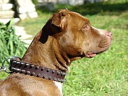 Click image for larger version. 

Name:	leather_spiked_dog_collar_pitt_bull_reddy_dog_dog_lrg_214.jpg 
Views:	1113 
Size:	40.5 KB 
ID:	275561