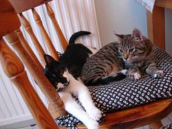 Click image for larger version. 

Name:	cats3.jpg 
Views:	345 
Size:	203.5 KB 
ID:	391087