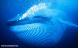 Click image for larger version. 

Name:	blue_whale_1.jpg 
Views:	2583 
Size:	38.6 KB 
ID:	588645