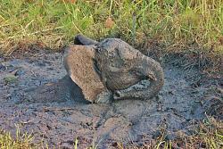 Click image for larger version. 

Name:	CATERS-Elephant-Stuck-In-The-Mud-02-JPG_191644.jpg 
Views:	97 
Size:	108.9 KB 
ID:	525256
