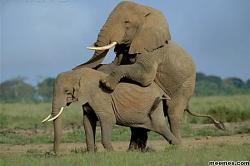 Click image for larger version. 

Name:	doggy-style-elephant-mating.jpg 
Views:	4501 
Size:	90.0 KB 
ID:	725021