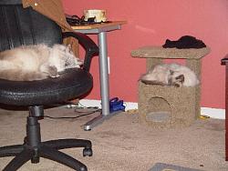Click image for larger version. 

Name:	catssleeping_205.jpg 
Views:	908 
Size:	43.7 KB 
ID:	222458