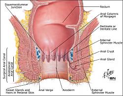 Click image for larger version. 

Name:	anusdiagram_final_207.jpg 
Views:	1016 
Size:	116.4 KB 
ID:	223418