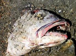 Click image for larger version. 

Name:	694208_dead_fish_154.jpg 
Views:	856 
Size:	23.6 KB 
ID:	196901