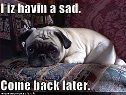 Click image for larger version. 

Name:	funny_dog_pictures_pug_has_sad_733.jpg 
Views:	884 
Size:	130.3 KB 
ID:	265596