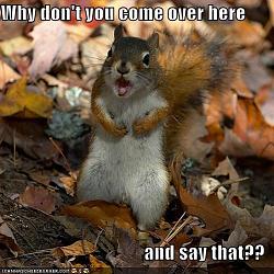 Click image for larger version. 

Name:	funny_pictures_angry_squirrel_leaves_screaming_556.jpg 
Views:	212 
Size:	51.4 KB 
ID:	235231