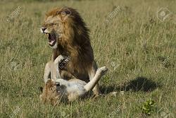 Click image for larger version. 

Name:	12981798-Roar-od-lions-mating-in-the-Masai-Mara-reserve-Stock-Photo-lion.jpg 
Views:	145 
Size:	214.9 KB 
ID:	900756